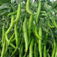 Green Chilly Bangladeshi - Intact Pack 90 Pcs Seeds image