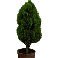 Green Global Pabon Jhau Tree 50 Pcs Seeds image