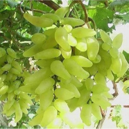 Green Grape - 15 Pcs Seeds image