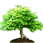 Green Mapple Bonsai Tree Seeds -10 Pcs image