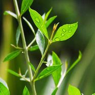 Green Mehendi Bonsai Tree Seeds - 50 Pcs image