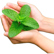 Green Organic Pudina Mint 20pcs Seeds image