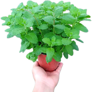 Green Perfume Mint 100pcs Seeds Inteke Packet image