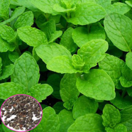 Green Pudina Mint Herb Seeds 30 Pcs image