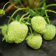 Green Strawberry Seeds Garden Fruit Heirloom Super Seeds- 30 Pcs image