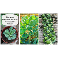 Growing-Brussels Sprouts Seed - Deep Green image