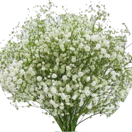 Gypsophila Flower Seeds - 100 Pcs image