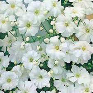 Gypsophila Mix Flower Seeds - 100 Pcs image