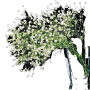 Gypsophila Paniculata Bonsai Flower Seeds 100 Pcs image