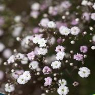 Gypsophila Paniculata Seed image