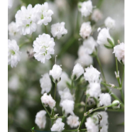 Gypsophila Paniculata White Seed image