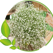 Gypsy Flower Seeds - 100 Pcs image