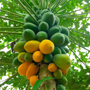 Hajari Papaya Seeds Hybrid image