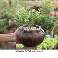 Brikkho Hat Hari joba ful image