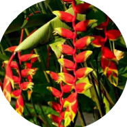 Heliconia Antirrhinum Flower Seeds - 10 Pcs image