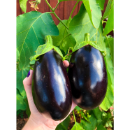 High Grade Gol Taal Begun Beej image