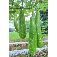 High Grade Hazari Lau image