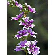 Hollyhock Seed image