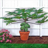 Hovey Papaya Bonsai Seeds 20 Pcs image