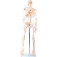 Human Skeleton Model 85cm XC-102 image