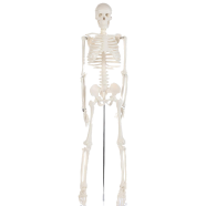 Human Skeleton Model For Anatomy Student - 34 Inches image