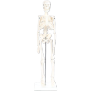 Human Skeleton Model with Stand 19 Inch image