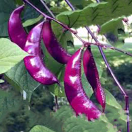 Hyacinth Bean Vine Seeds 10 Pcs image