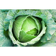 Hybrid Badhakopi Beej image