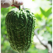 Hybrid Balsom Pear - 10 Pcs Seeds image