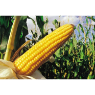Hybrid Buttergold All Season Sweet Corn Seeds -40 Plus Pcs image