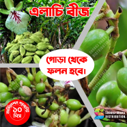 Hybrid Cardamom Seeds Elachi Imported image