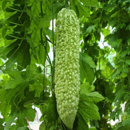 Hybrid F1 Balsom Bitter - 20 Pcs Seeds korolla image