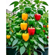 Hybrid F1 Capsicum 20 Pcs Seeds image