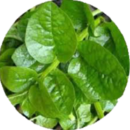 Hybrid F1 Puishak Seeds - 50 Pcs image