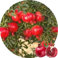 Hybrid F1 Vedana Fruit Bonsai 10 Pcs Seeds image
