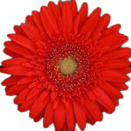 Hybrid Garbera Daisy Flower Seeds - 15 Plus Pcs image