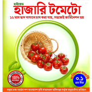 Hybrid Hazari Tomato