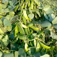 Hybrid Kerala King Shim Intact Packet Seeds -10Gram image