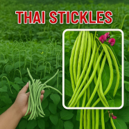 Hybrid Khato Jaater Borboti image