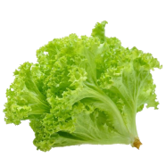 Hybrid Lettuce Seed For Roof Gardening 40 Pcs image