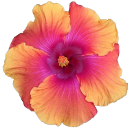 Hybrid Mixed Light Color Hibiscus Flower - 10 Pcs Seeds image