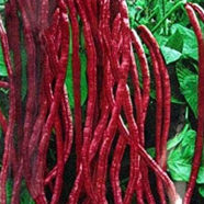 Hybrid Red String Beans Borboti 10 Pcs Seeds image