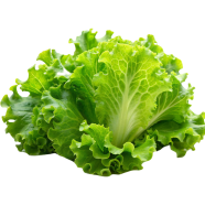 Hybrid Sobuj Letus Beej image