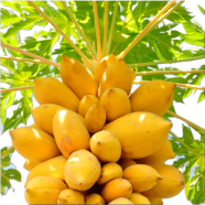 Hybrid Yellow Gold Sweet Papaya Seeds 10pcs image