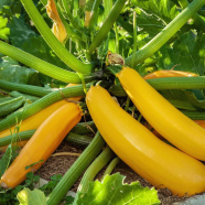 Hybrid Yellow Squash image