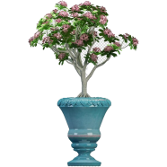 Hydrangea Bonsai Plants image