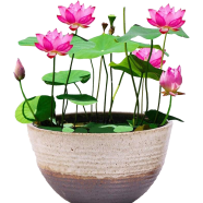 Hydroponic Lotus Water Lily Seeds 5 Pcs image