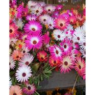 Ice Plant Seed image