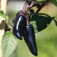 Imported Black Chili Seeds - 10 Pcs image