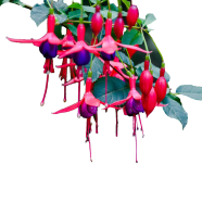 Imported Fuchsia Flower Bonsai - 20 Pcs Seeds image